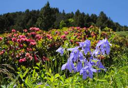 La vallée d'Eyne, vallée des fleurs en Pyrénées Catalanes 