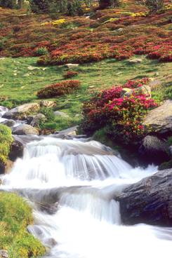 Ruisseau et rodhos