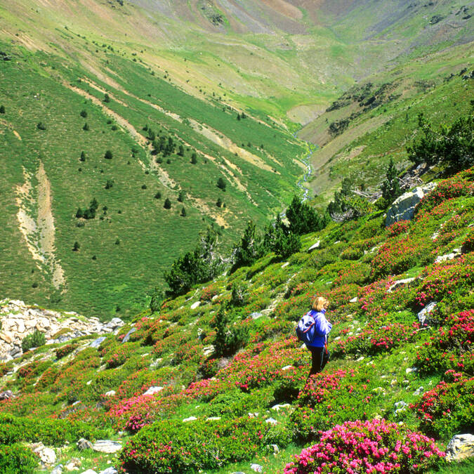 pyrenees catalanes